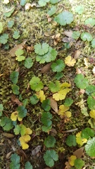 Hydrocotyle microphylla