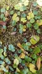 Hydrocotyle microphylla