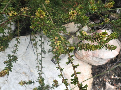 Image of Psoralea heterosepala by no rights reserved
