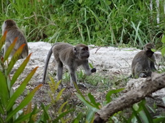 Macaca fascicularis