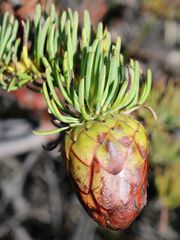 Protea witzenbergiana