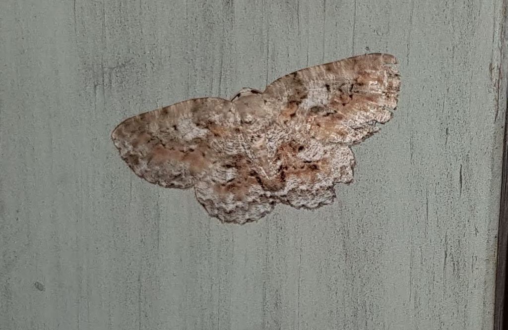 Bryoptera hypomelas