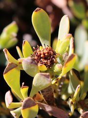 Leucadendron glaberrimum glaberrimum