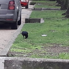 Corvus corone