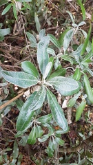 Brachyglottis laxifolia