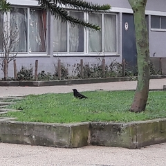 Corvus corone
