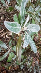 Brachyglottis laxifolia