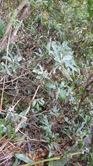 Brachyglottis laxifolia
