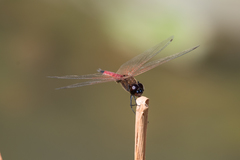 Tramea transmarina euryale