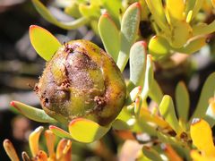 Leucadendron glaberrimum glaberrimum