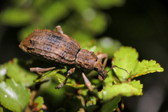 Anagotus