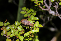 Anagotus