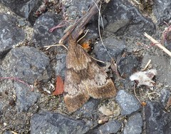 Uresiphita maorialis