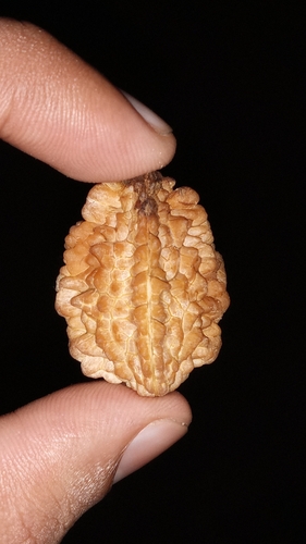 Rudraksh (Elaeocarpus ganitrus)
