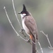 Red-whiskered Bulbul - Photo (c) diana_shang, some rights reserved (CC BY-NC)