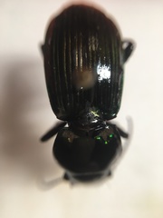 Megadromus antarcticus