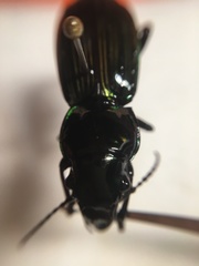 Megadromus antarcticus