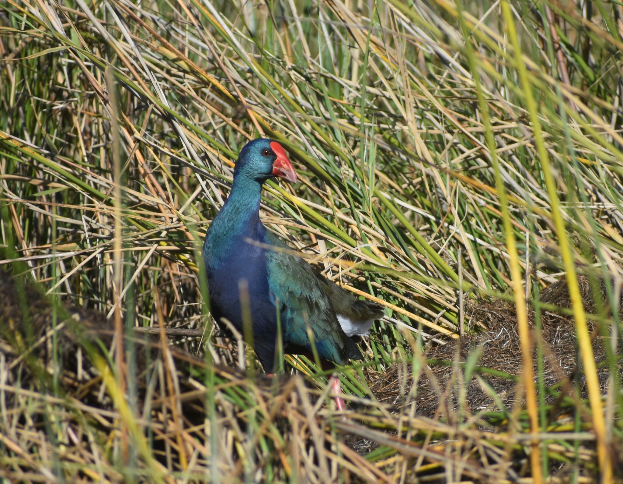 African Swamphen illustration