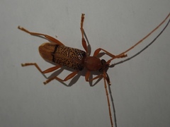 Xuthodes punctipennis