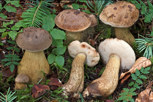 Tylopilus felleus (Bull.) P.Karst.