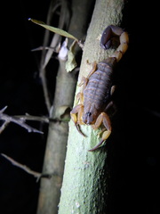 Lychas mucronatus