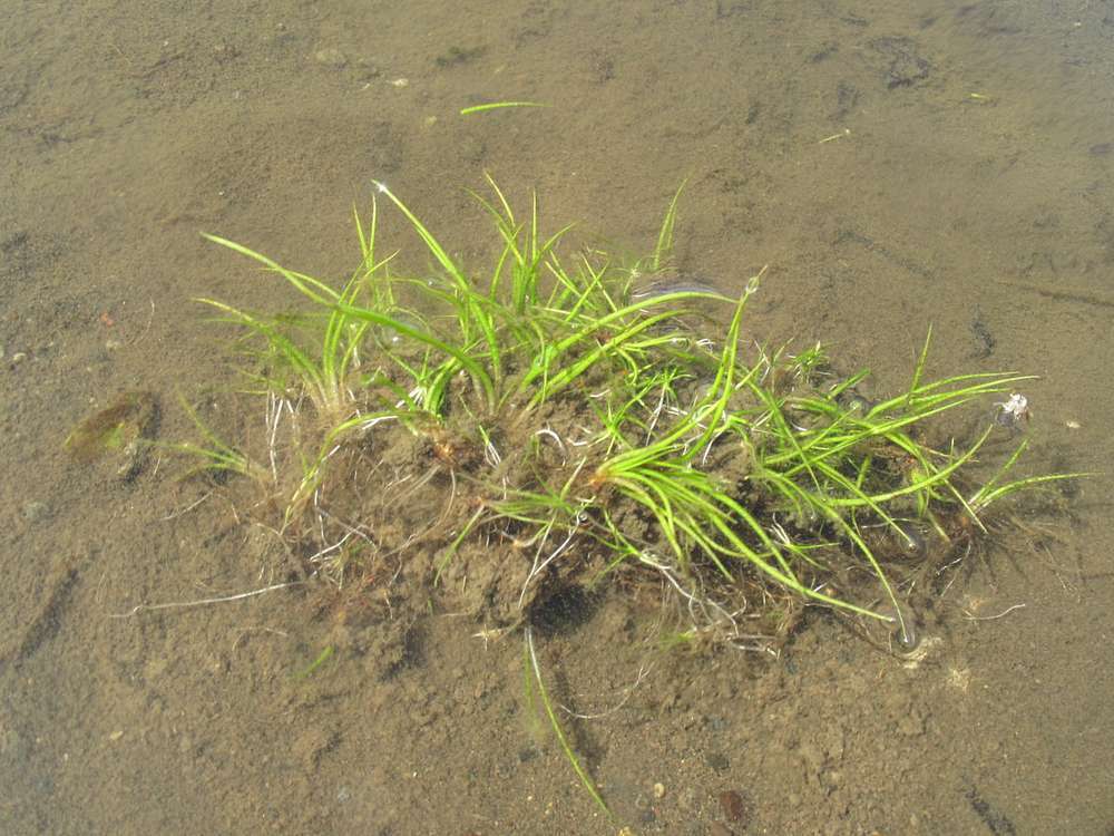 Isoetes asiatica
