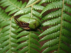 Stethaspis suturalis