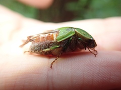 Stethaspis suturalis