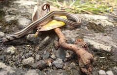 Oligodon octolineatus