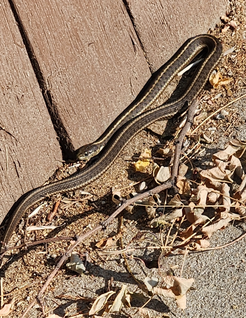 Wandering Garter Snake From Boise, ID 83706, USA On August 6, 2023 At ...