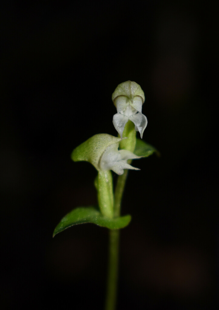 Disperis disiformis