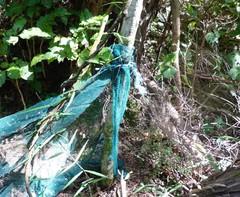 Parsonsia heterophylla