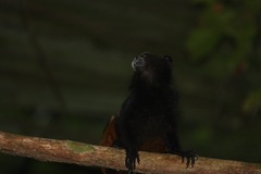 Saguinus weddelli weddelli