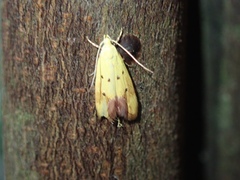 Gymnobathra flavidella