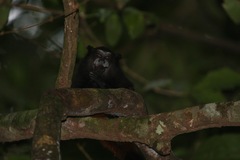 Saguinus weddelli weddelli