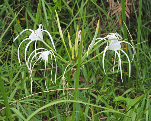 Beach Spider Lily