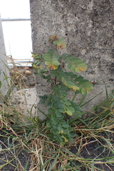 Phyllanthus reticulatus reticulatus