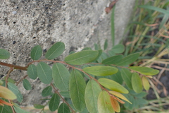 Phyllanthus reticulatus reticulatus
