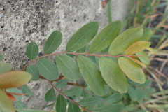 Phyllanthus reticulatus reticulatus