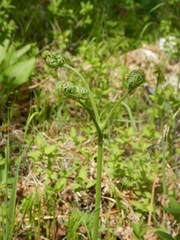 Pteridium latiusculum japonicum