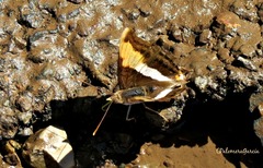 Doxocopa laure laure