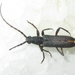 Micrambyx ferreroi - Photo no hay derechos reservados, subido por Botswanabugs