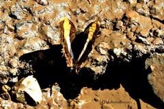 Doxocopa laure laure