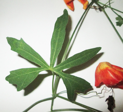 Trochomeria macrocarpa