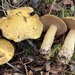 Suillus tomentosus - Photo (c) Ed Barge, μερικά δικαιώματα διατηρούνται (CC BY-NC), uploaded by Ed Barge