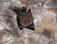 Megaderma spasma