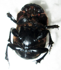 Copris elphenor