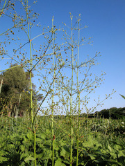 Alisma × bjoerkqvistii