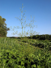 Alisma × bjoerkqvistii