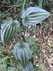 Stemona tuberosa